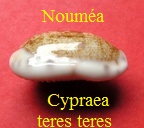 Cypraea teres teres, Gmelin 1791 nouméa